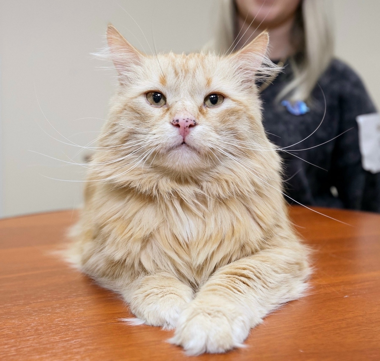 Найдена кошка в Архангельске — фото объявления