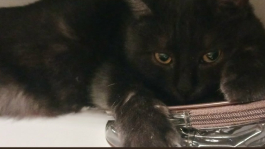 Найдена кошка в Волжском — фото объявления