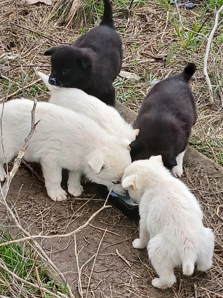Найдена собака в Волжском — фото объявления