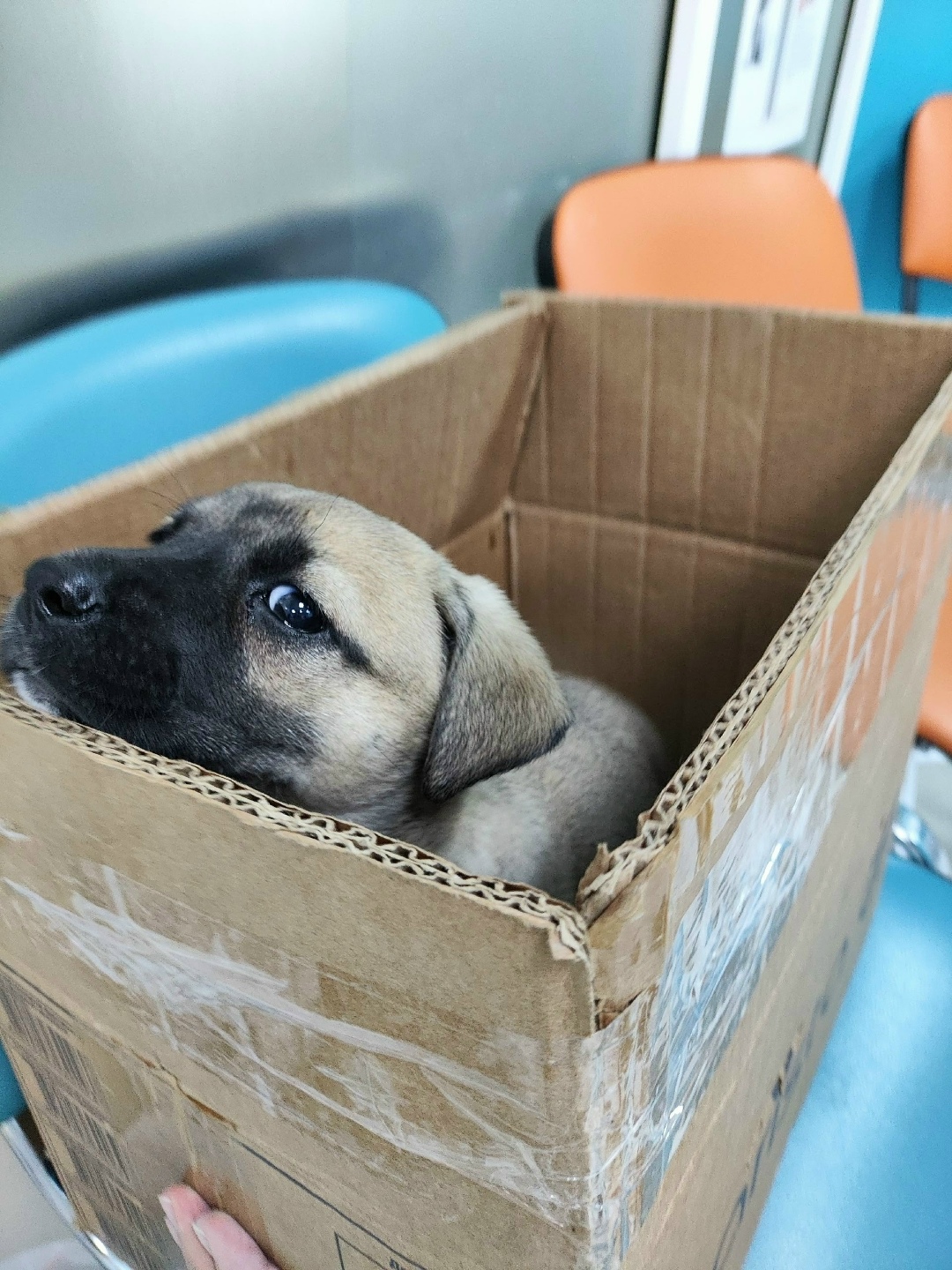 Пропала собака в Сергиевом Посаде — фото объявления