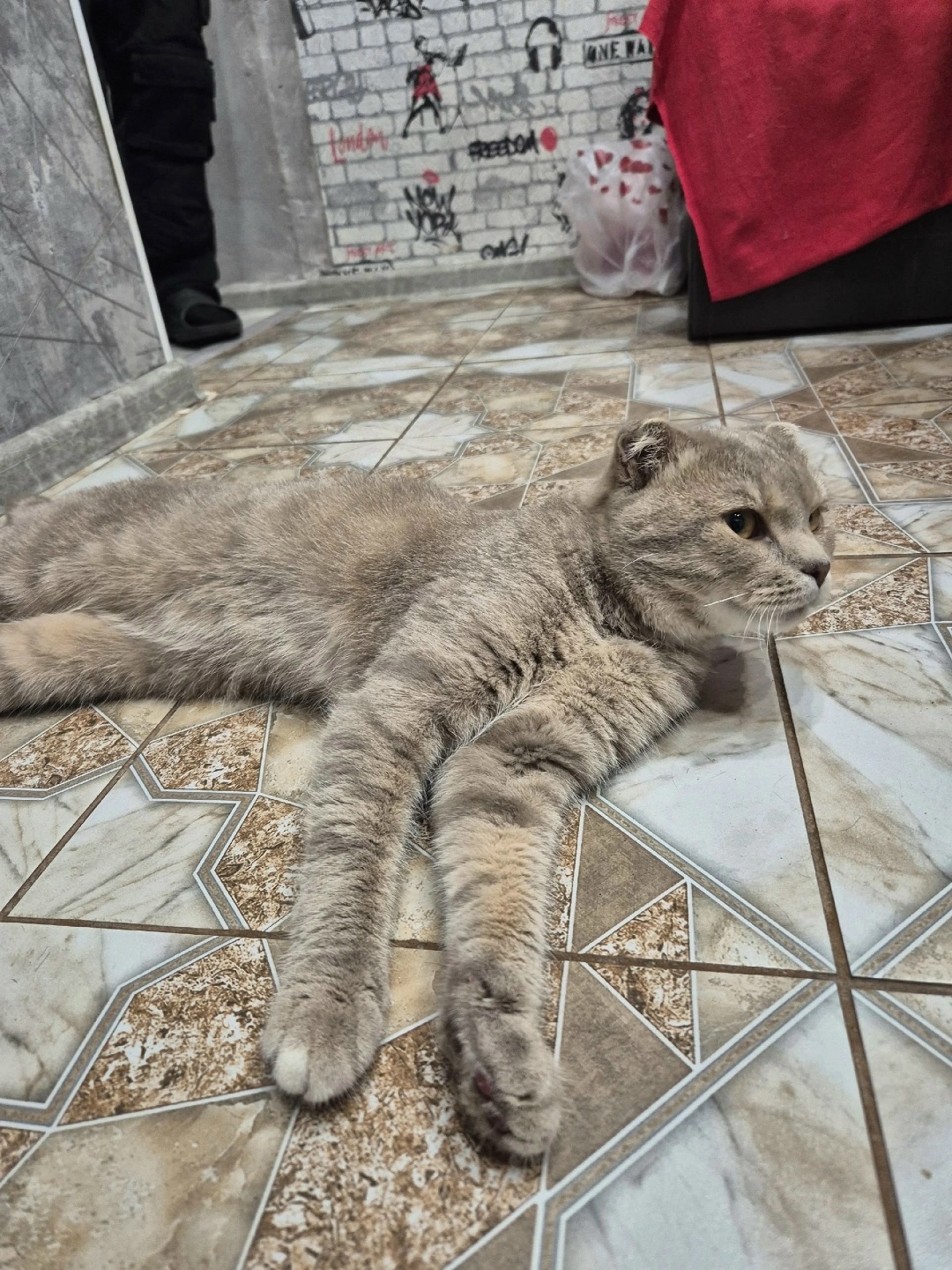 Найдена собака в Сергиевом Посаде — фото объявления