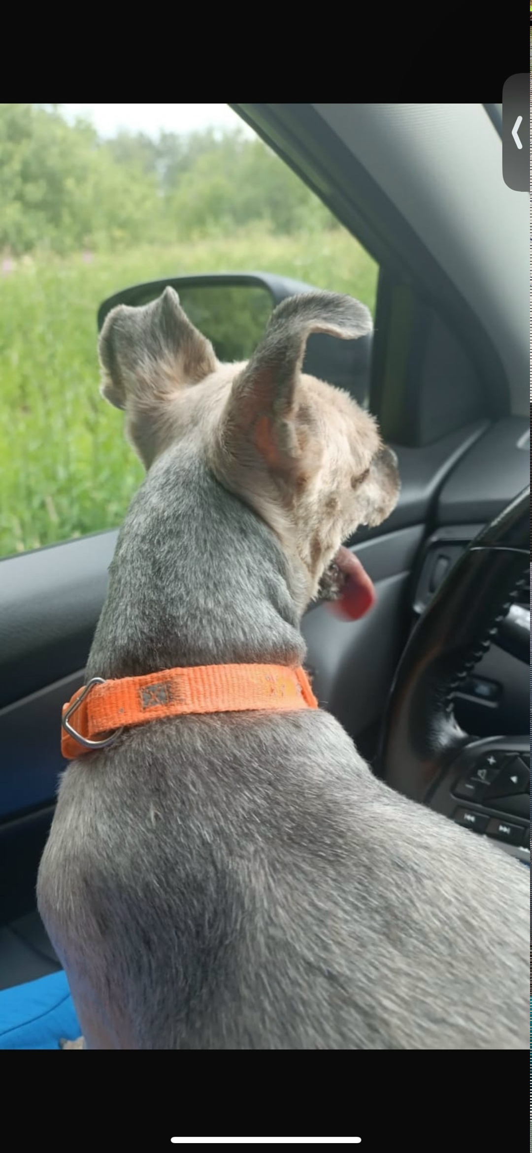 Найдена собака в Сергиевом Посаде — фото объявления