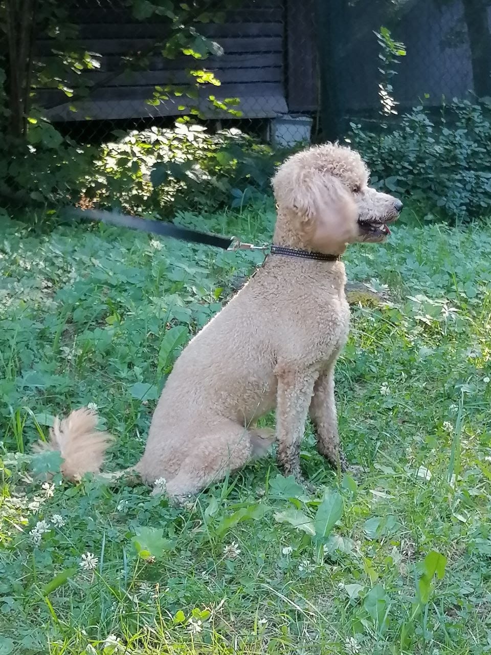 Пропала собака в Сергиевом Посаде — фото объявления