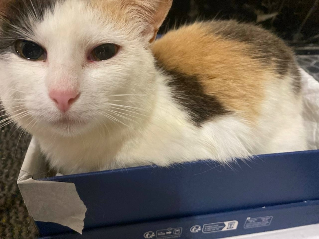 Найдена кошка в Сергиевом Посаде — фото объявления