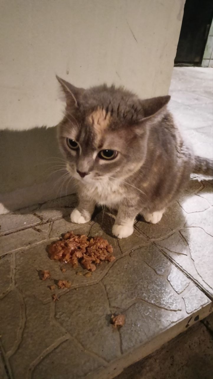 Найдена кошка в Сергиевом Посаде — фото объявления