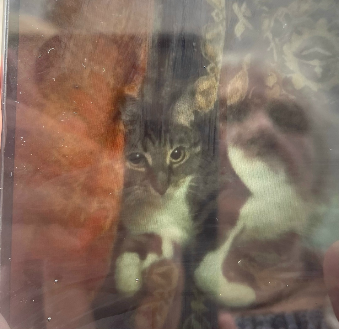 Пропала кошка в Сергиевом Посаде — фото объявления