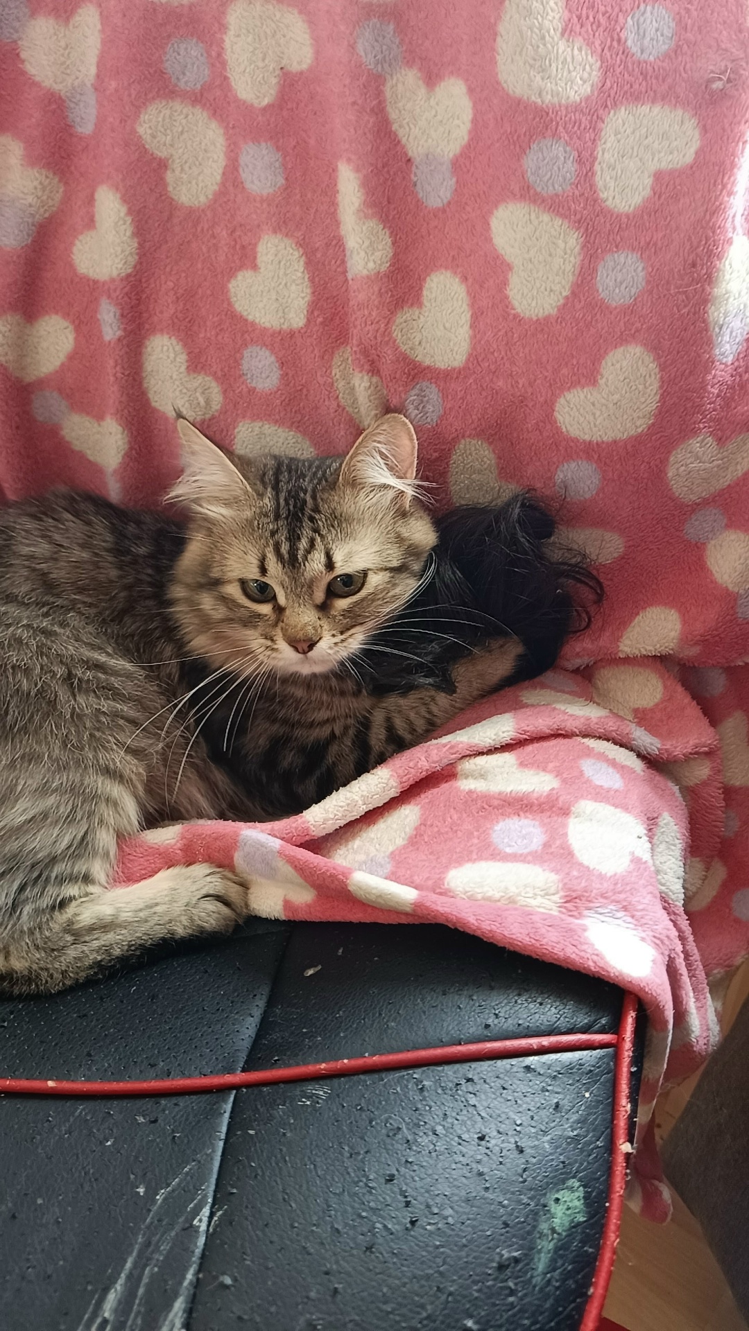 Пропала кошка в Сергиевом Посаде — фото объявления