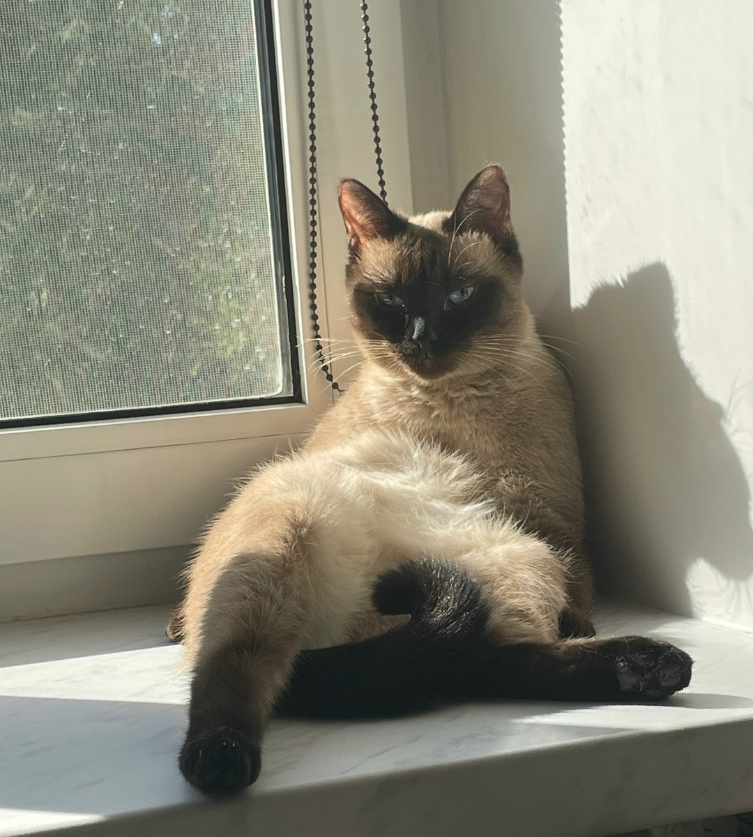 Пропала кошка в Сергиевом Посаде — фото объявления