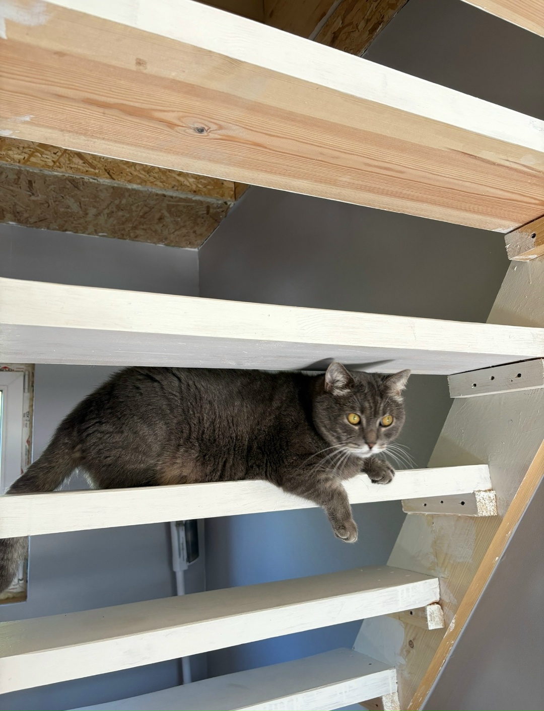 Пропала кошка в Сергиевом Посаде — фото объявления