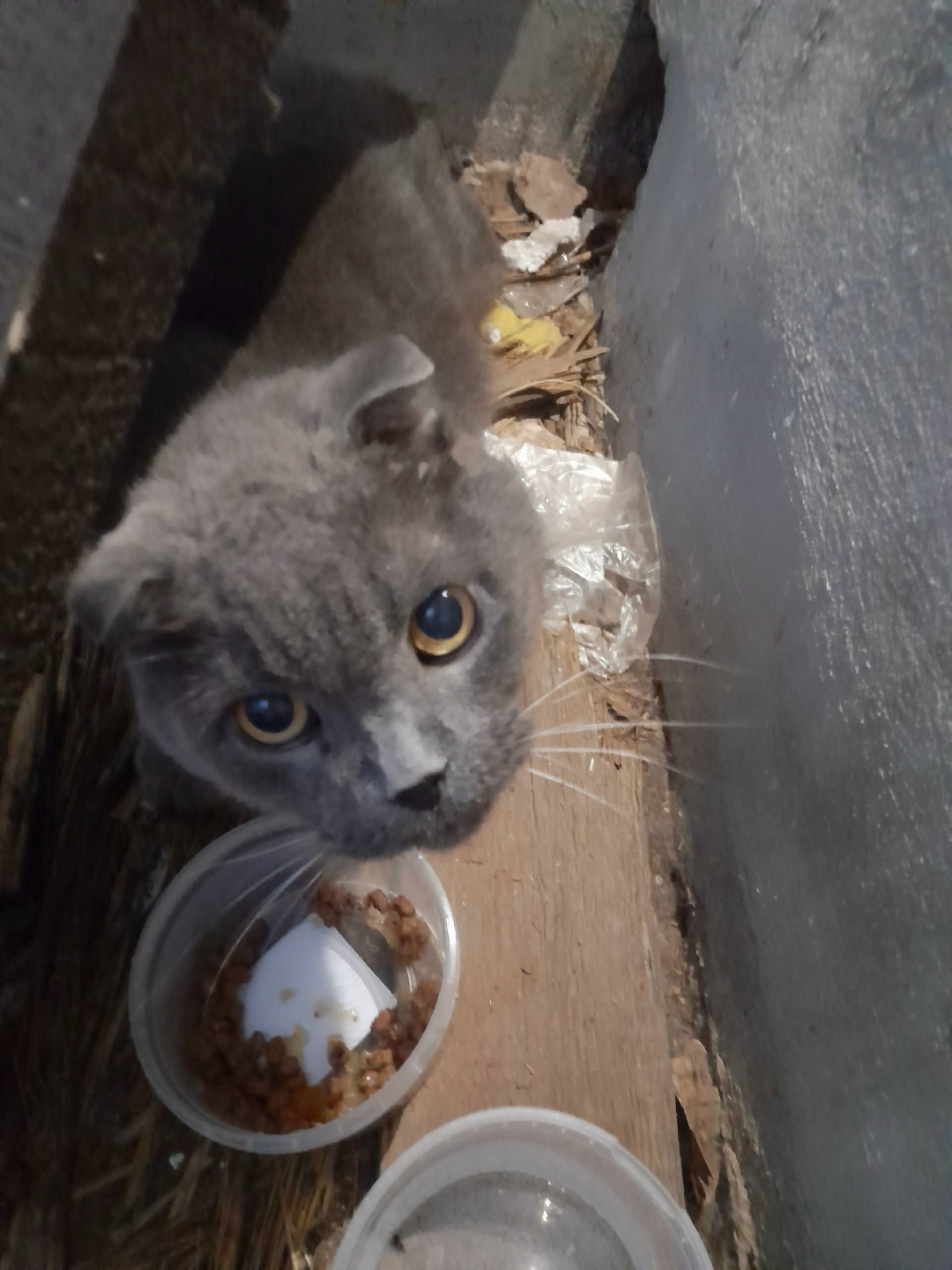 Найдена кошка в Сергиевом Посаде — фото объявления