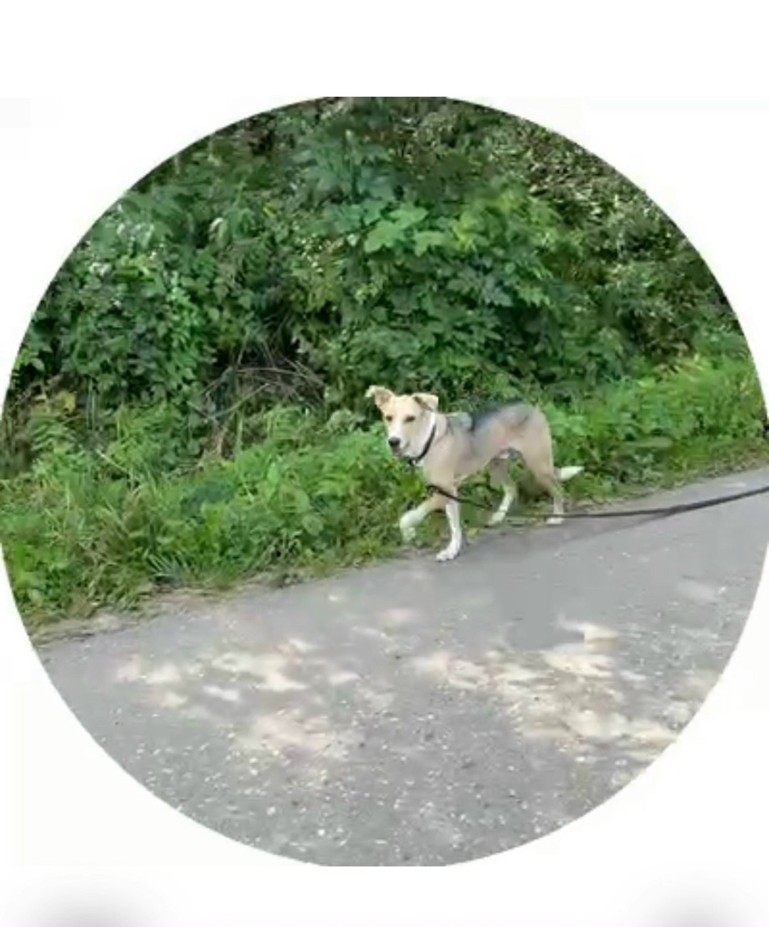 Пропала собака в Сергиевом Посаде — фото объявления