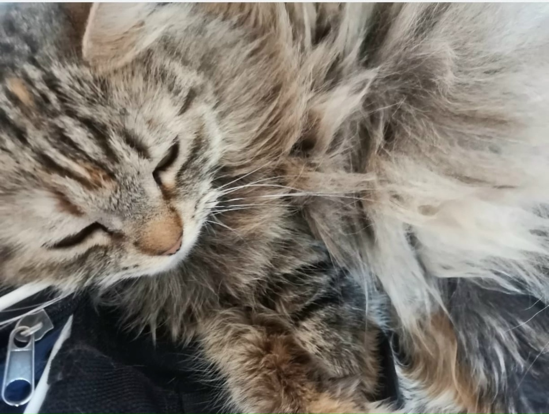 Пропала кошка в Сергиевом Посаде — фото объявления