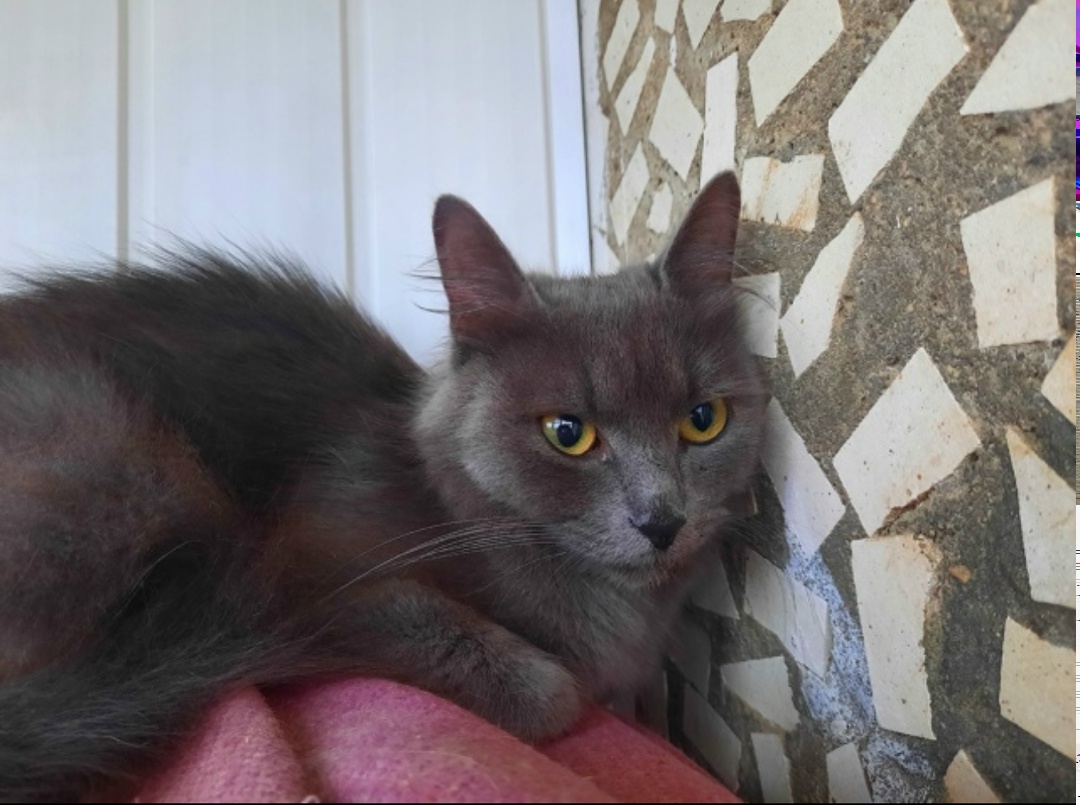 Найдена кошка в Сергиевом Посаде — фото объявления