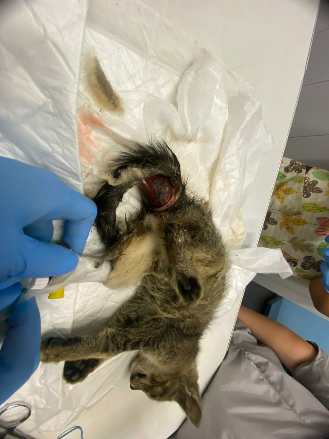 Найдена кошка в Сергиевом Посаде — фото объявления