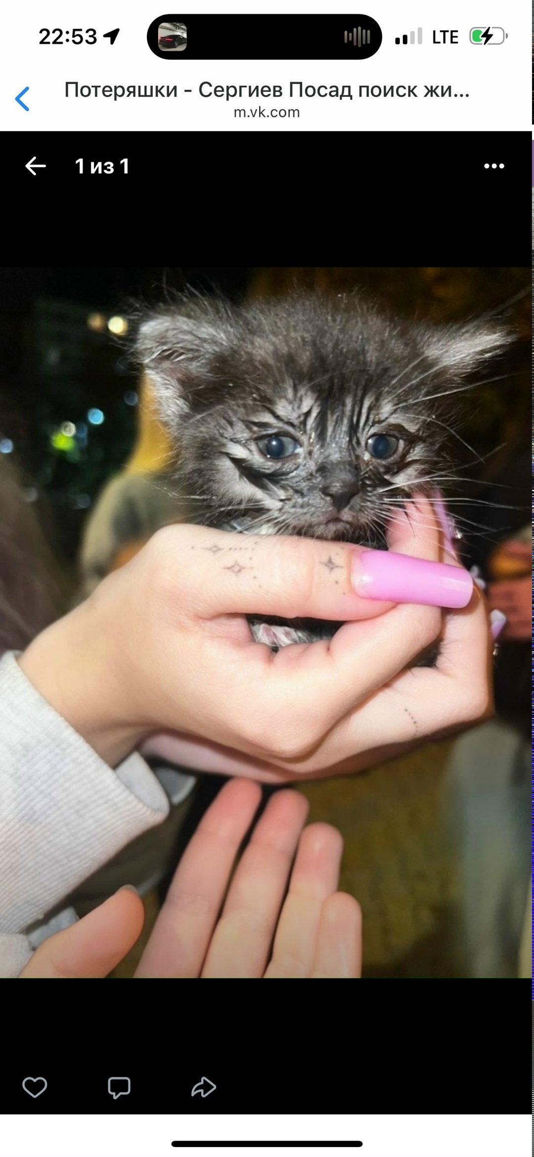 Найдена кошка в Сергиевом Посаде — фото объявления