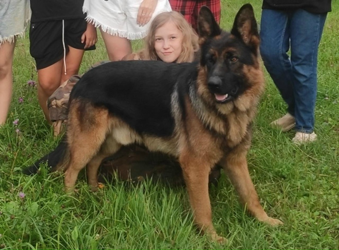 Пропала собака в Сергиевом Посаде — фото объявления