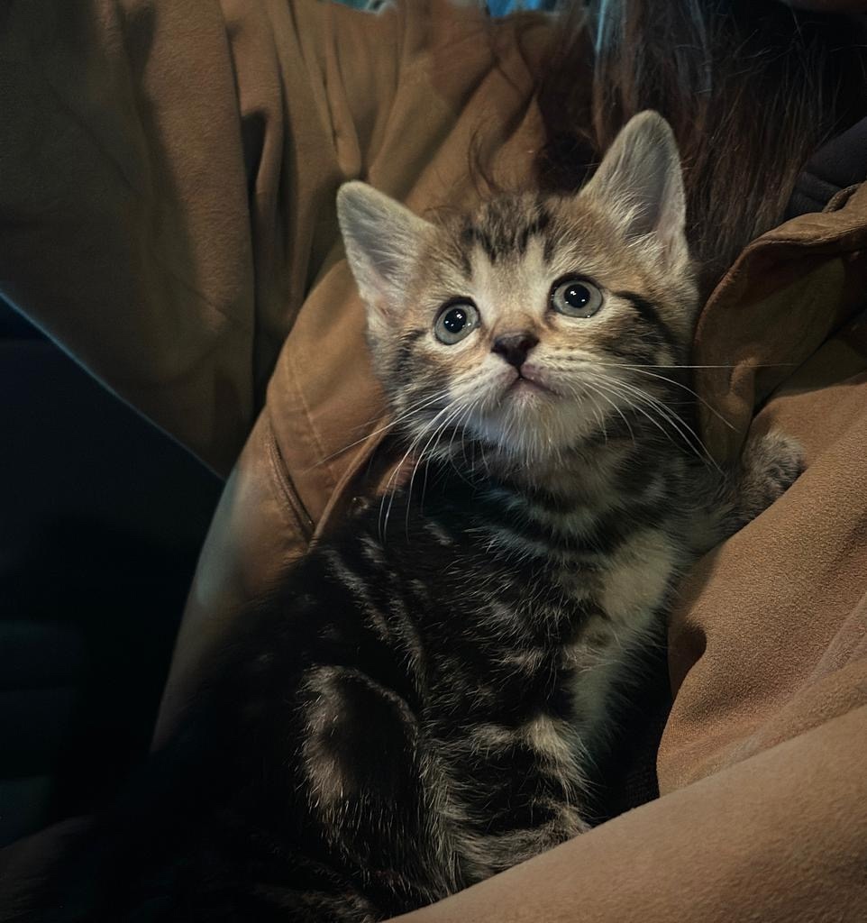 Найдена кошка в Сергиевом Посаде — фото объявления