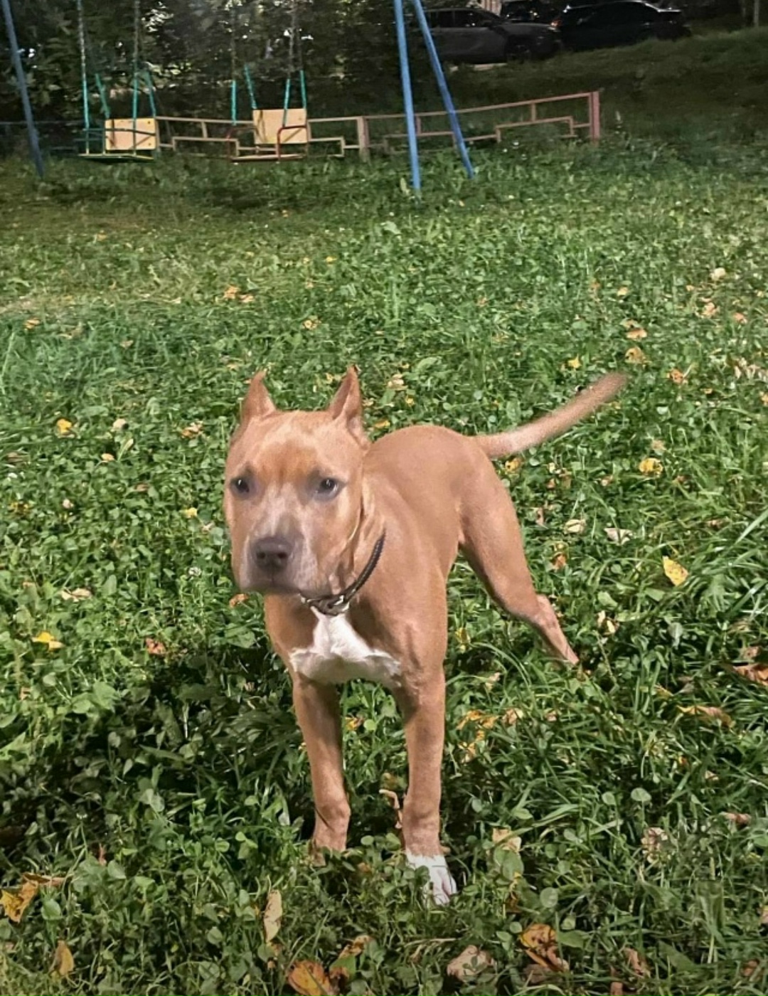 Пропала собака в Сергиевом Посаде — фото объявления