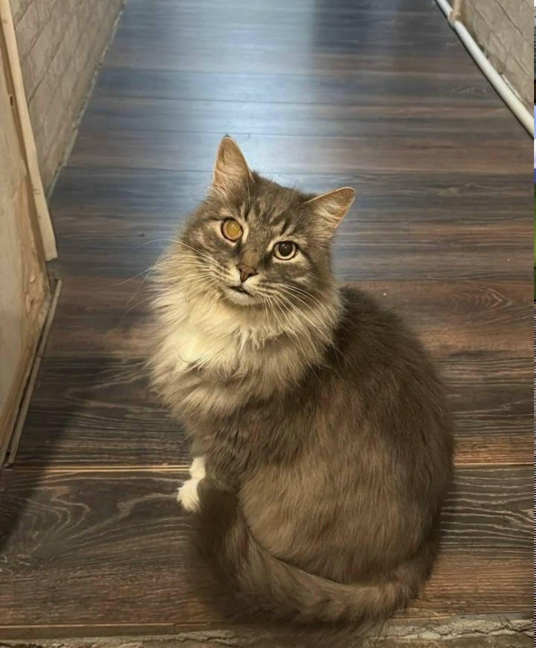 Пропала кошка в Сергиевом Посаде — фото объявления
