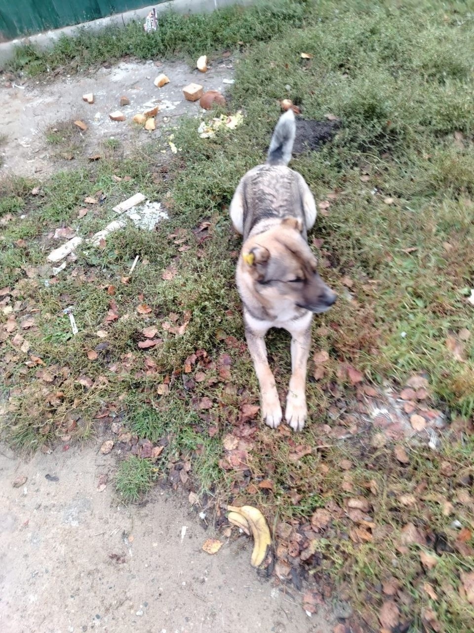 Найдена собака в Сергиевом Посаде — фото объявления