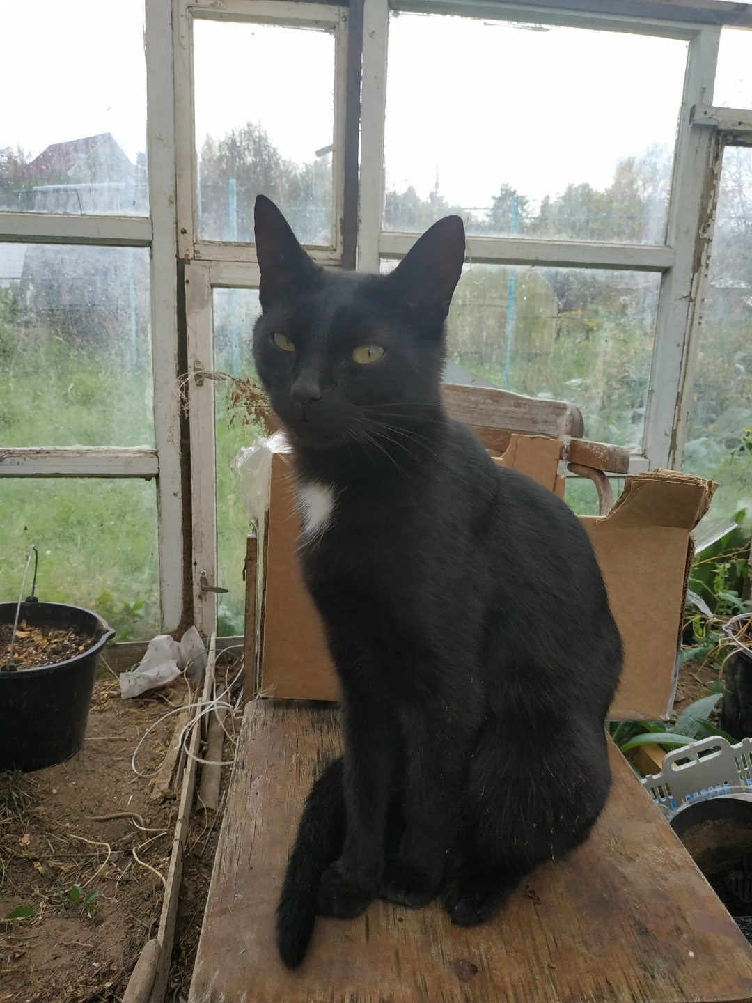 Пропала кошка в Сергиевом Посаде — фото объявления