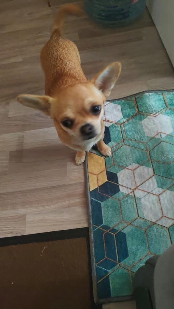 Пропала собака в Сергиевом Посаде — фото объявления