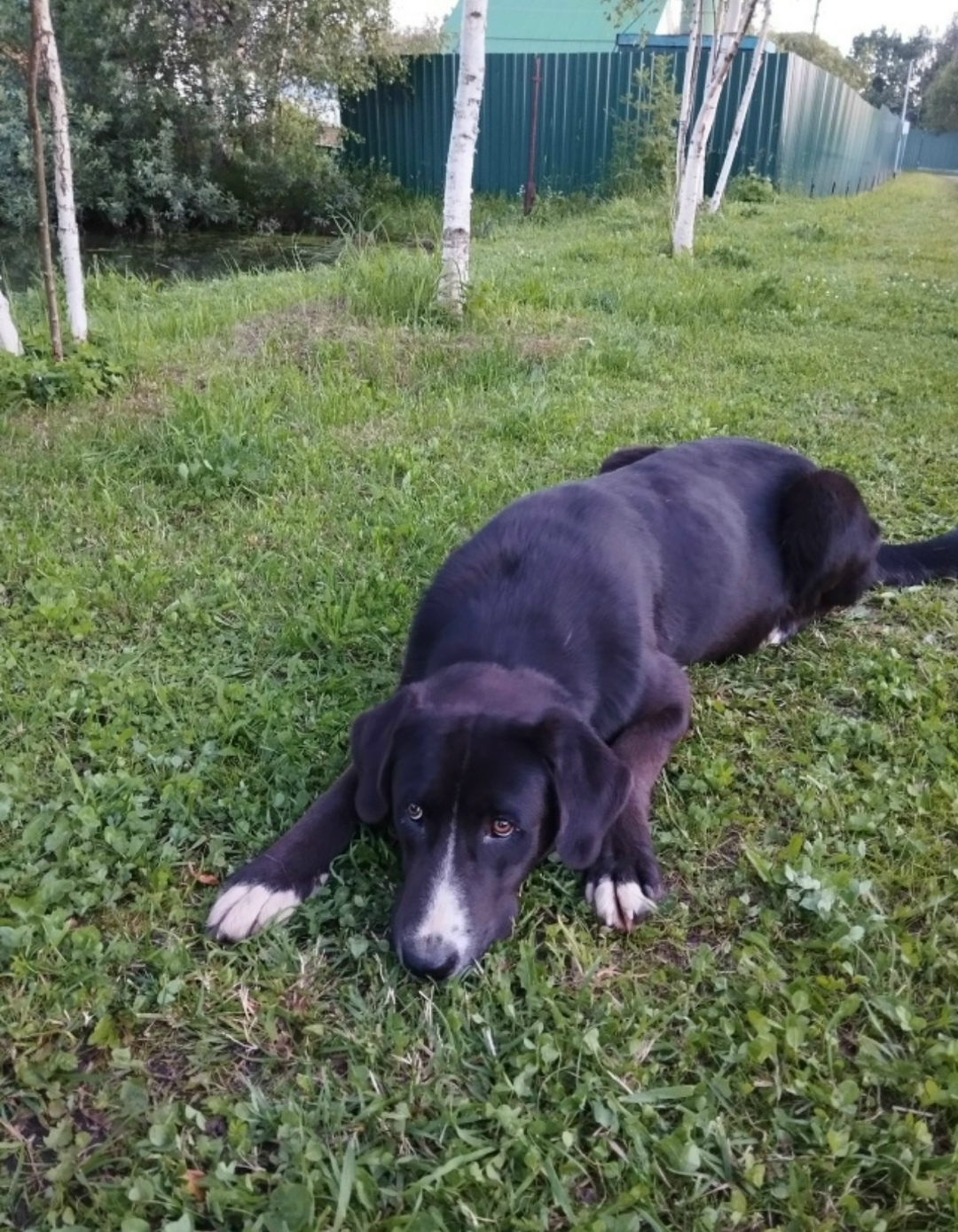 Пропала собака в Сергиевом Посаде — фото объявления