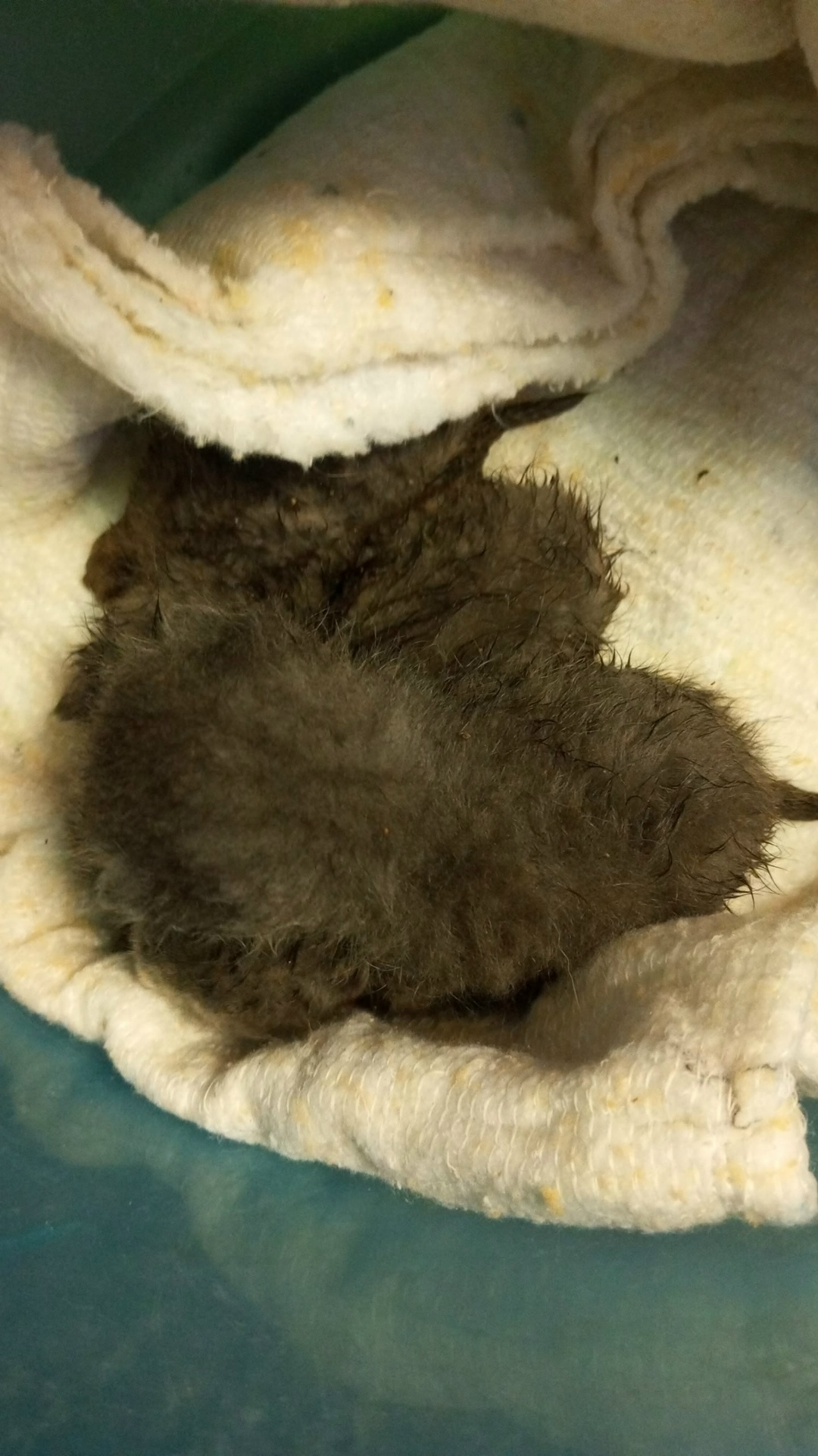 Найдена кошка в Сергиевом Посаде — фото объявления