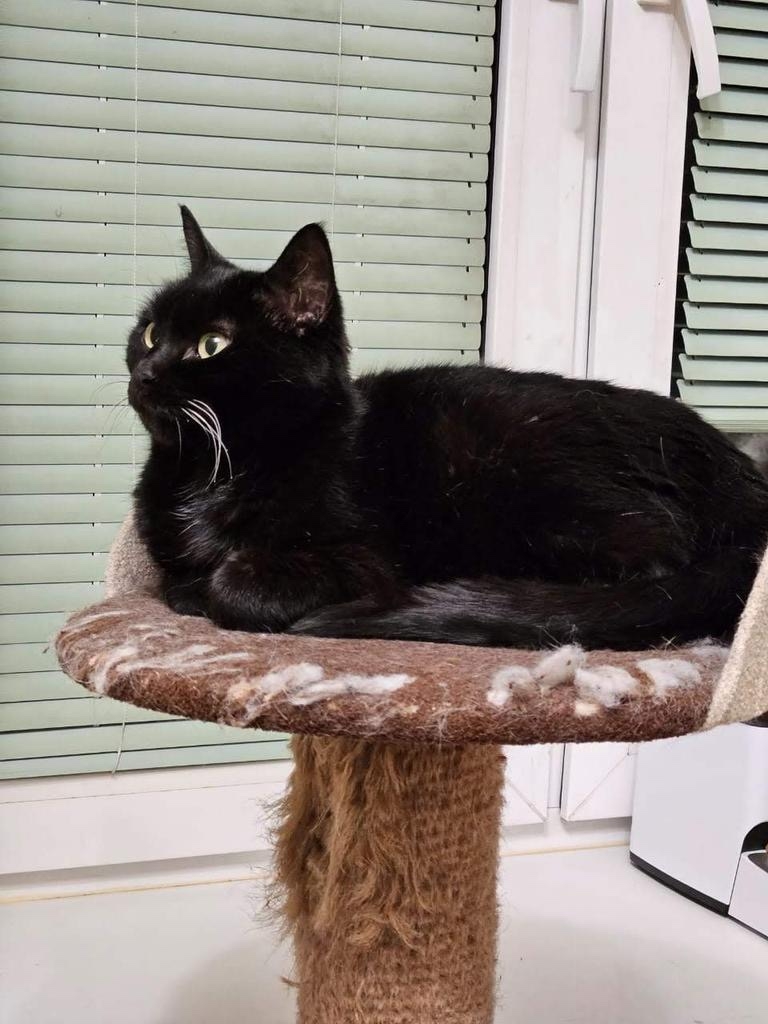 Пропала кошка в Сергиевом Посаде — фото объявления