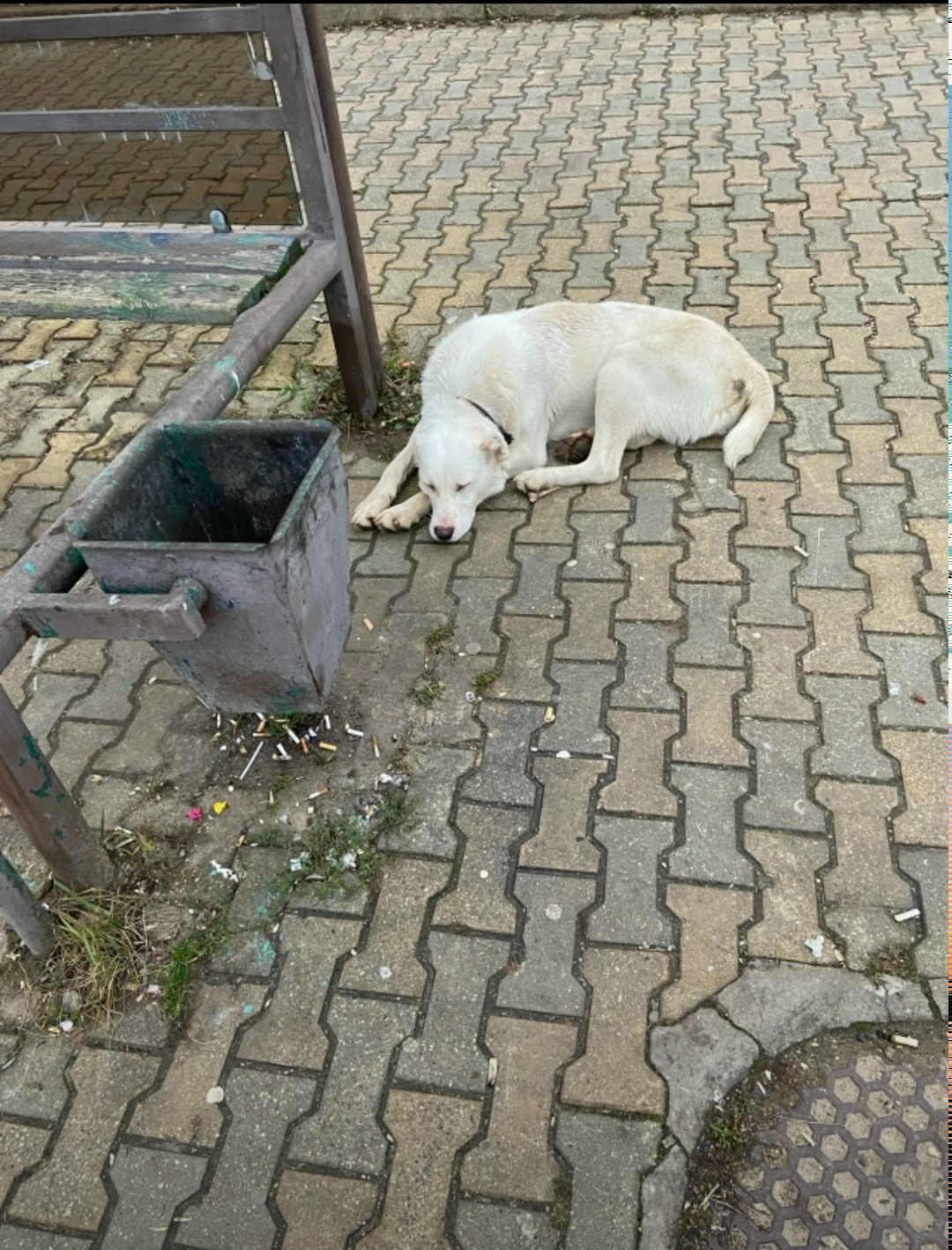Пропала собака в Сергиевом Посаде — фото объявления