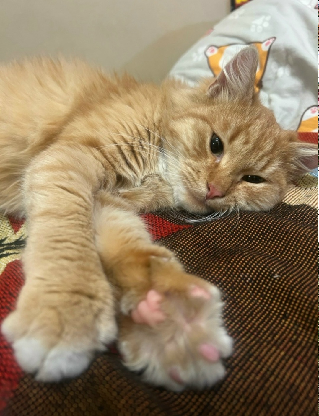 Найдена кошка в Сергиевом Посаде — фото объявления