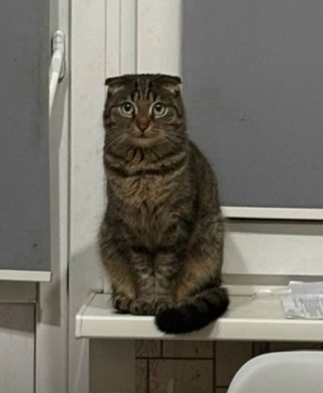 Пропала кошка в Сергиевом Посаде — фото объявления