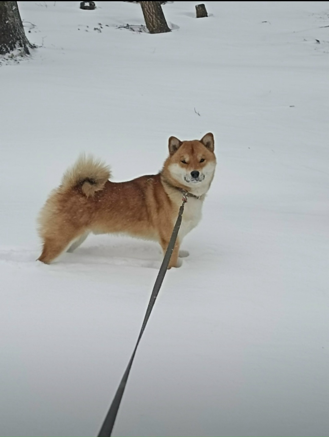 Пропала собака в Сергиевом Посаде — фото объявления