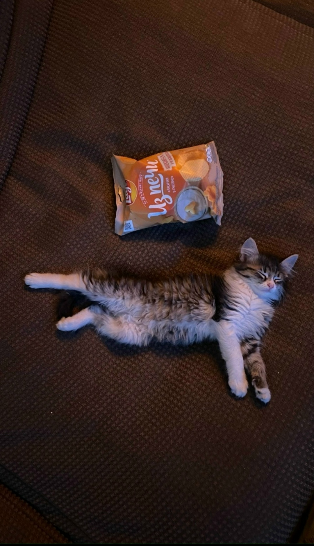 Пропала кошка в Сергиевом Посаде — фото объявления