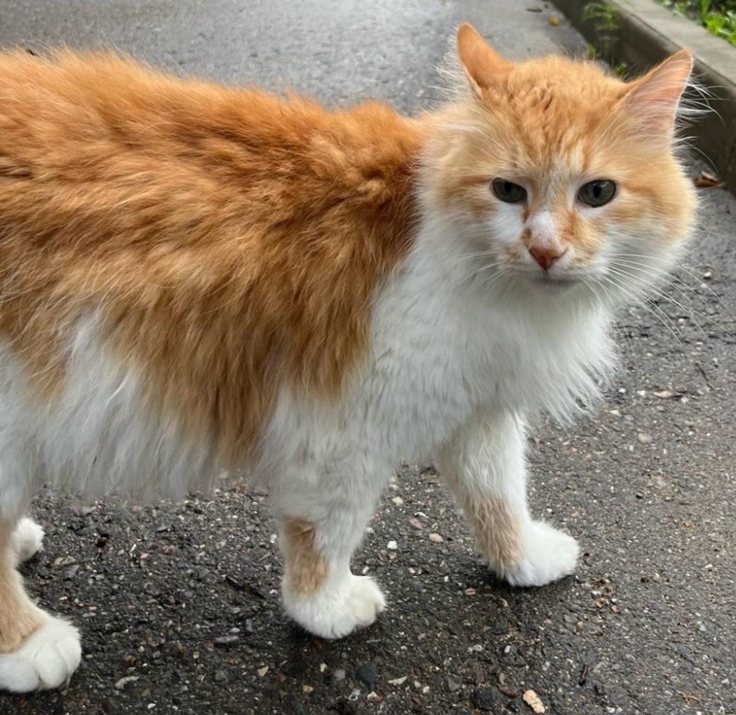 Пропала кошка в Сергиевом Посаде — фото объявления