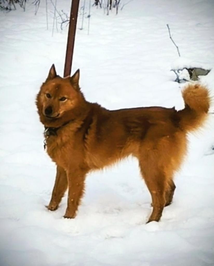 Пропала собака в Сергиевом Посаде — фото объявления