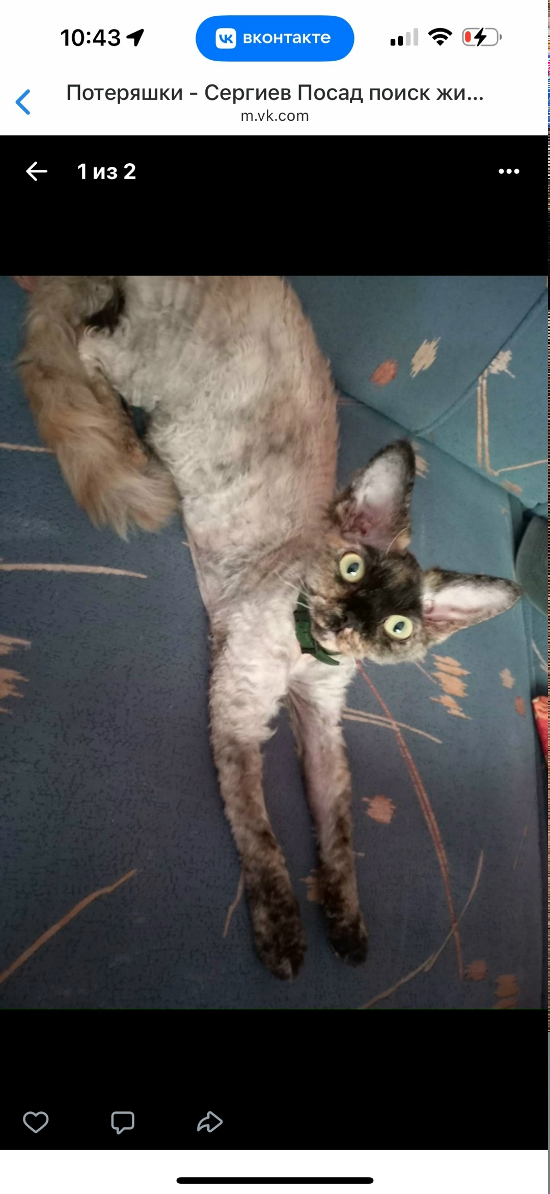 Пропала кошка в Сергиевом Посаде — фото объявления