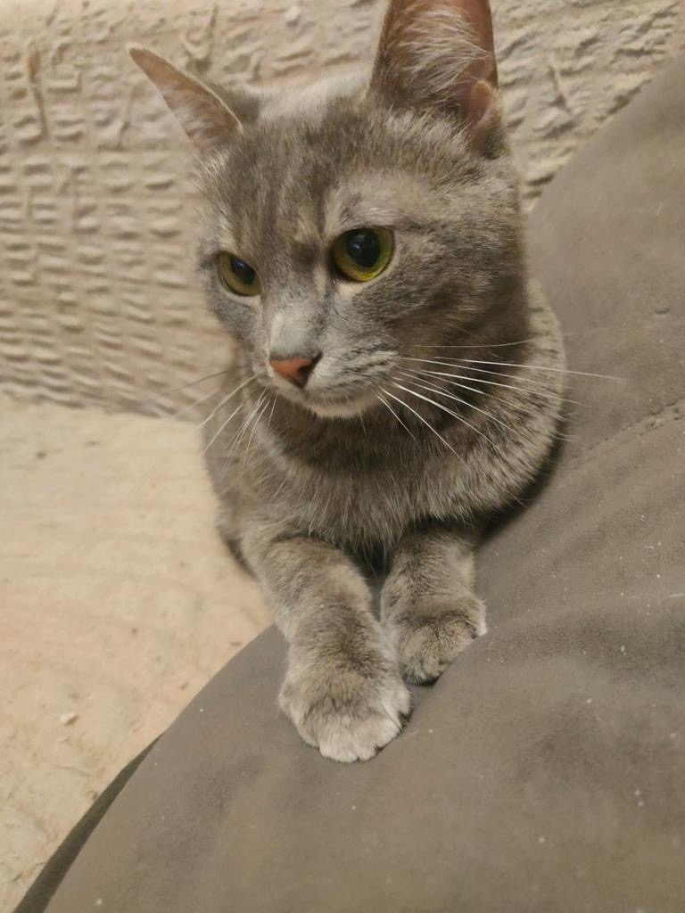 Найдена собака в Сергиевом Посаде — фото объявления