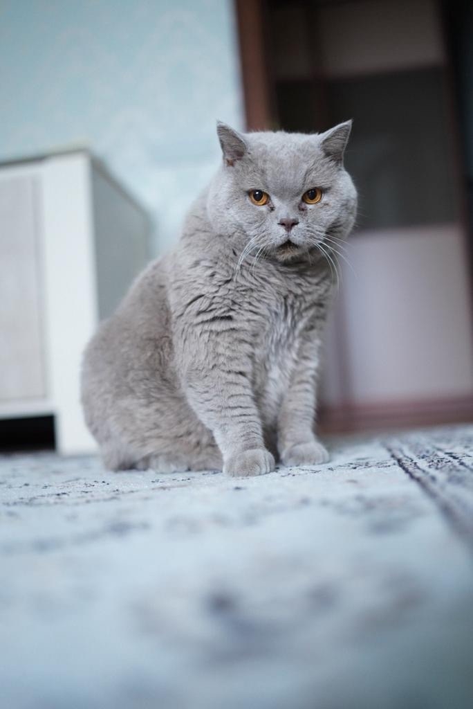 Пропала кошка в Сергиевом Посаде — фото объявления