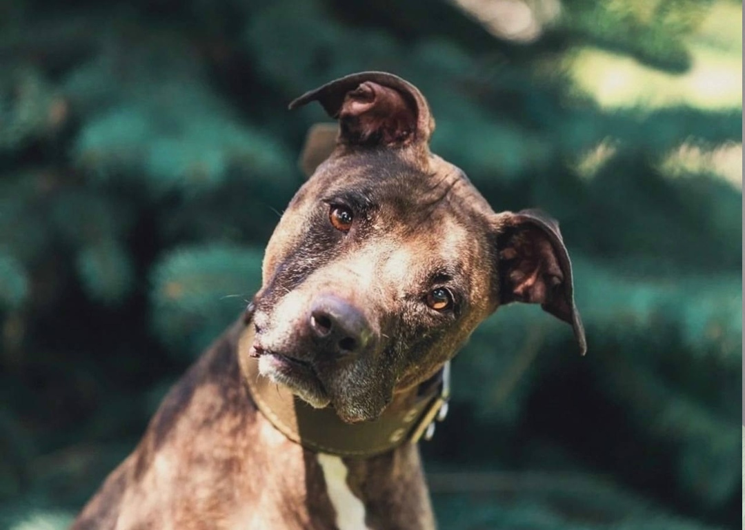 Найдена собака в Сергиевом Посаде — фото объявления