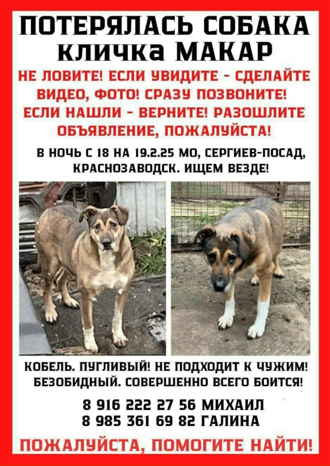 Пропала собака в Сергиевом Посаде — фото объявления