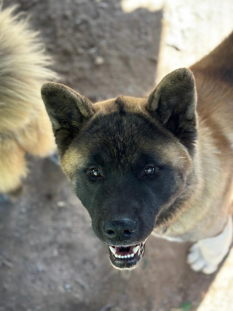 Пропала собака в Сергиевом Посаде — фото объявления