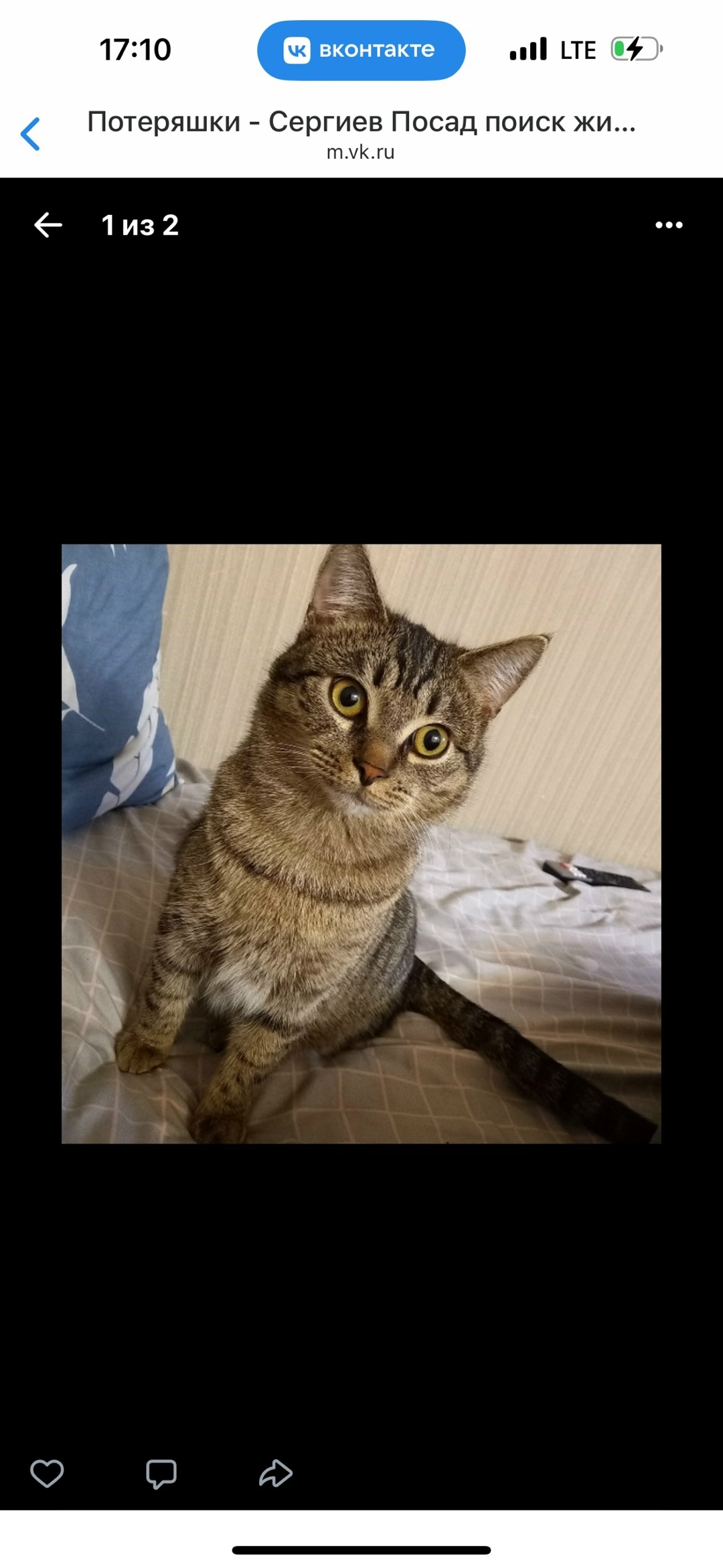 Пропала кошка в Сергиевом Посаде — фото объявления