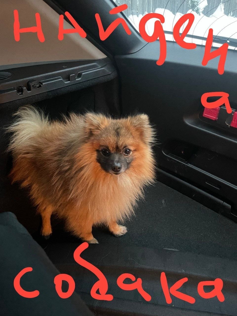 Найдена собака в Сергиевом Посаде — фото объявления