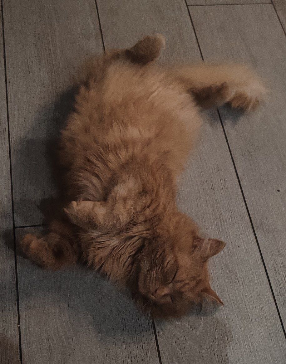 Пропала кошка в Сергиевом Посаде — фото объявления