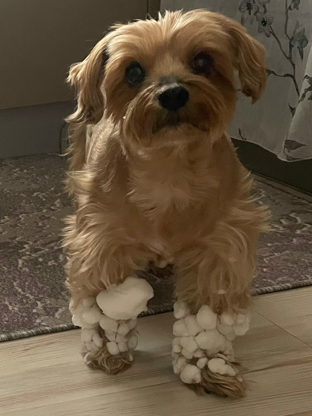 Пропала собака в Сергиевом Посаде — фото объявления