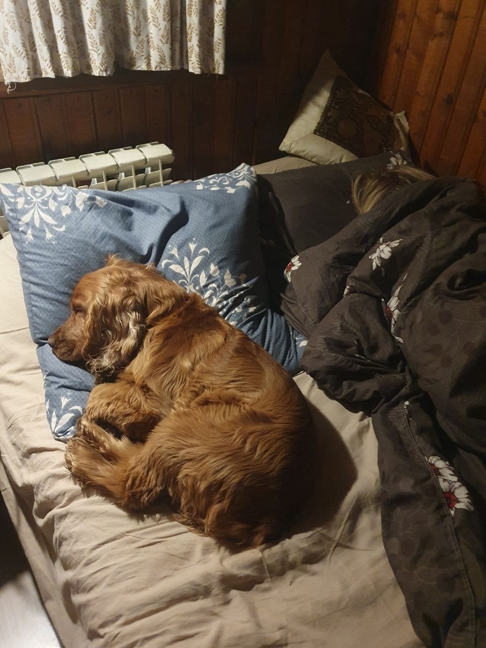 Пропала собака в Сергиевом Посаде — фото объявления