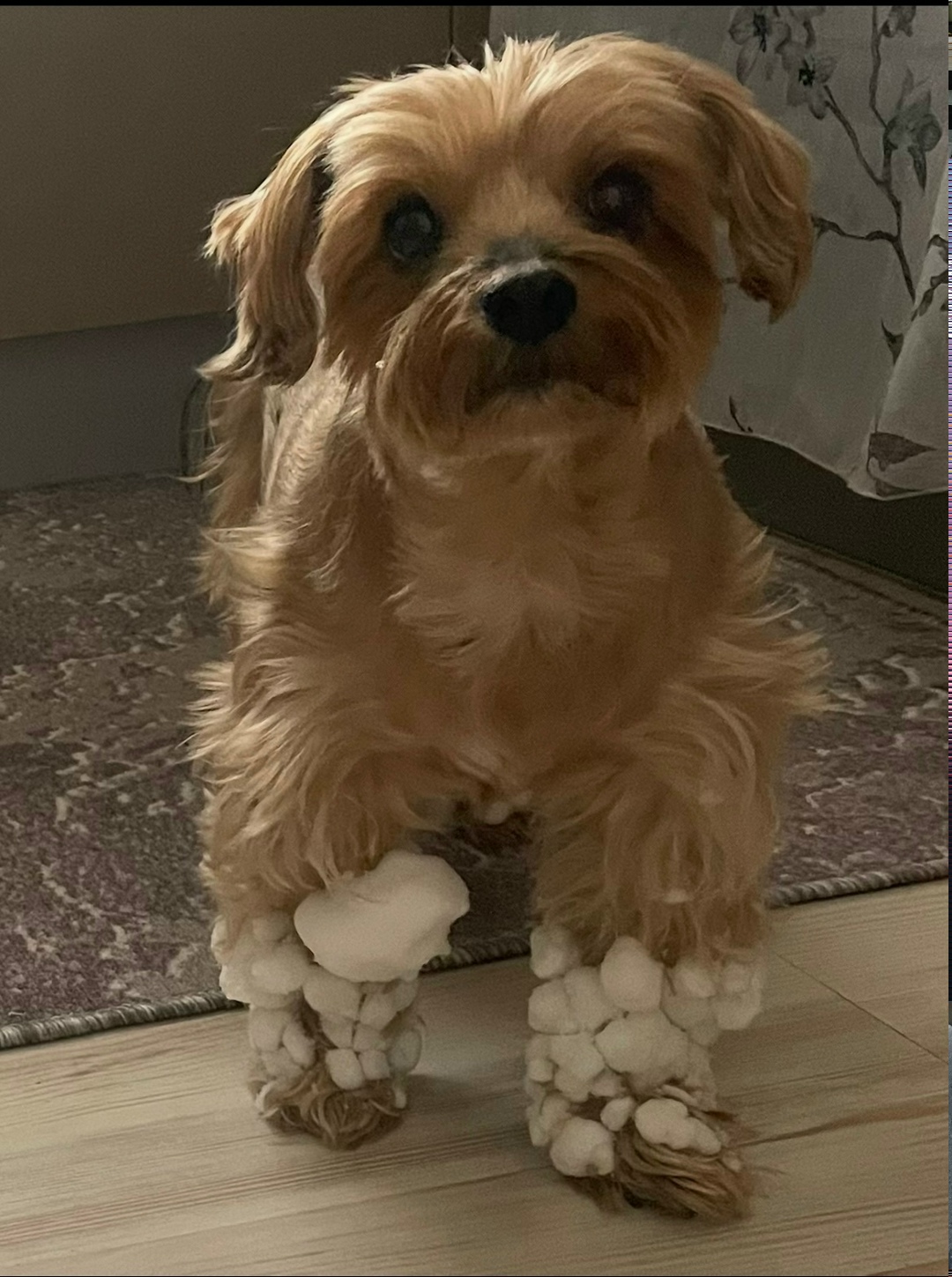 Пропала собака в Сергиевом Посаде — фото объявления