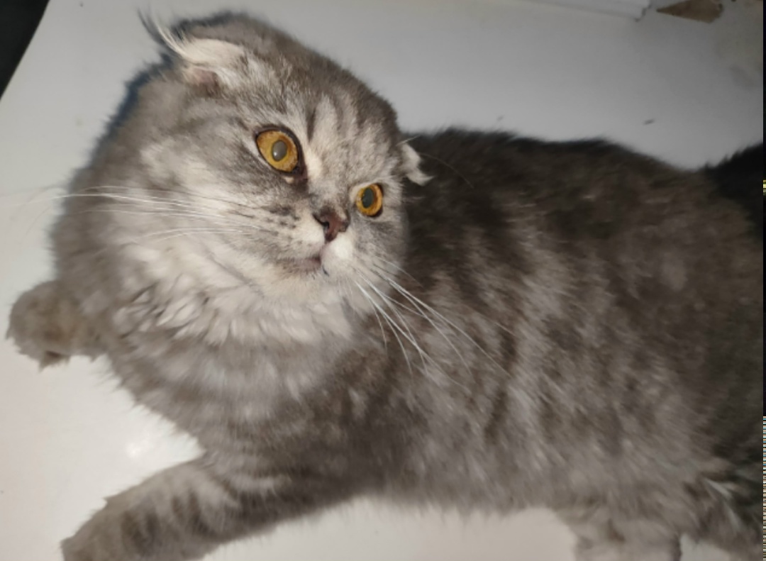 Найдена кошка в Сергиевом Посаде — фото объявления