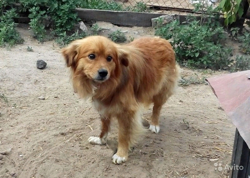 Пропала собака в Сергиевом Посаде — фото объявления